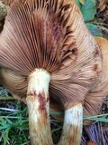 Gymnopilus magnus image