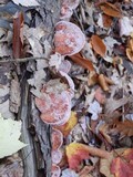 Fomitopsis cajanderi image