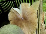 Megacollybia rodmani image