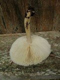 Megacollybia rodmani image