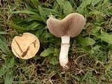 Stropharia coronilla image