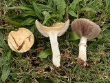 Stropharia coronilla image