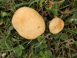 Stropharia coronilla image