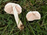 Leucoagaricus americanus image