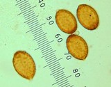 Cortinarius pinguis image
