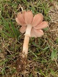 Leucoagaricus americanus image