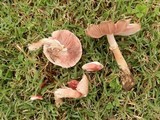 Leucoagaricus americanus image
