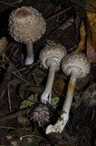 Chlorophyllum olivieri image