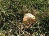 Stropharia coronilla image