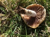 Stropharia coronilla image