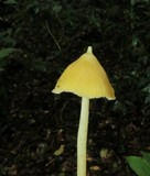 Inocephalus murrayi image