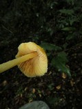 Inocephalus murrayi image
