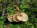 Image of Armillaria mexicana