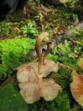 Armillaria mexicana image