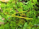 Clavulinopsis fusiformis image
