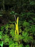 Clavulinopsis fusiformis image