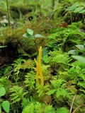 Clavulinopsis fusiformis image