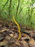 Clavulinopsis fusiformis image