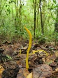 Clavulinopsis fusiformis image
