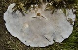 Trametes gibbosa image