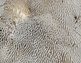 Trametes gibbosa image