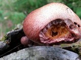 Gymnopilus thiersii image