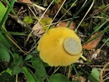 Inocephalus murrayi image
