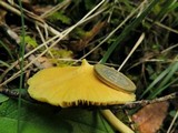 Inocephalus murrayi image