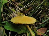 Inocephalus murrayi image