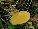 Inocephalus murrayi image