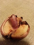 Gymnopilus thiersii image