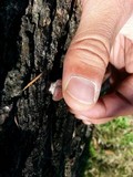 Gymnopilus thiersii image