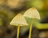 Mycena citrinomarginata image