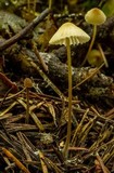 Mycena citrinomarginata image
