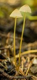 Mycena citrinomarginata image