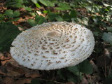 Leucoagaricus nympharum image