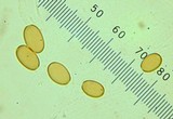 Pholiota limonella image