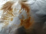 Gymnopilus magnus image