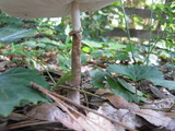 Leucoagaricus nympharum image