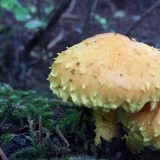 Pholiota flammans image