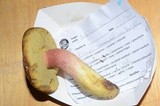 Boletus smithii image