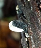 Resupinatus trichotis image