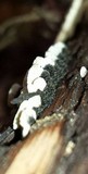 Resupinatus trichotis image