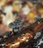 Resupinatus trichotis image