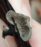 Resupinatus trichotis image