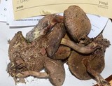 Boletus chrysenteron image