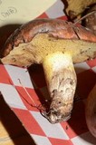 Suillus subalpinus image