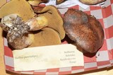 Suillus punctatipes image