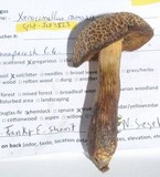 Cyanoboletus rainisiae image