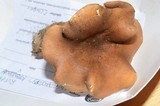 Hygrophoropsis rufa image